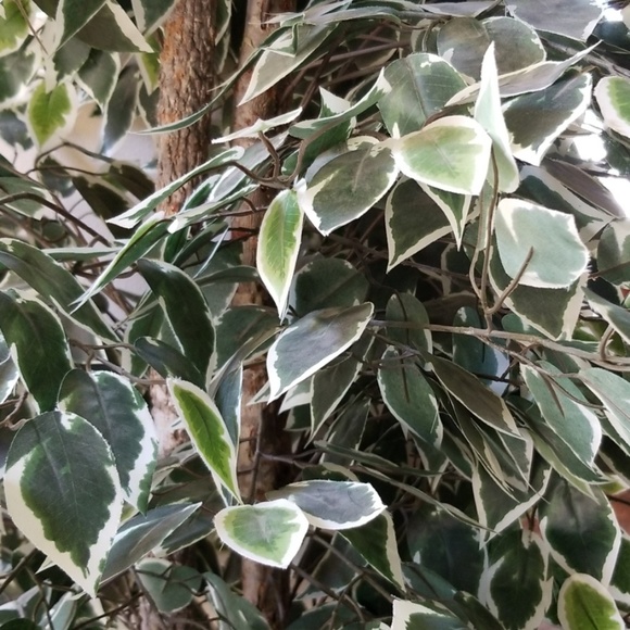 Meet your Posher, A - Picture 1 of 1